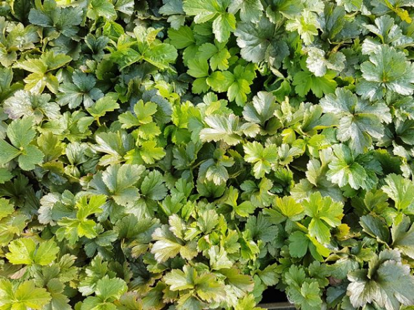 teppich goldbeere waldsteinia ternarta